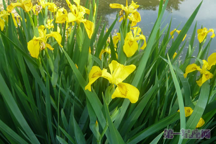 黄花鸢尾花语：信使的幸福 