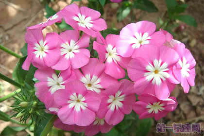 福禄考的花语是什么？