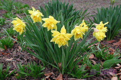 3月9日花语:喇叭水仙,生日花语光荣