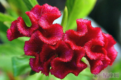 鸡冠花花语及传说