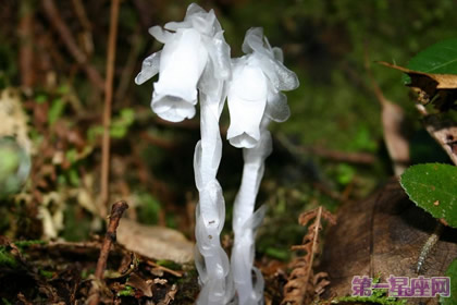 花语大全:水晶兰花语及含义