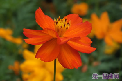 不常见的花与花语:硫华菊的花语