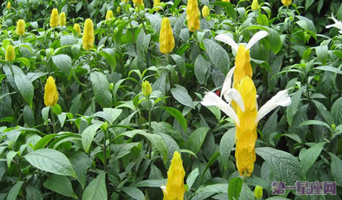 金苞花花语:百年好合、飞黄腾达