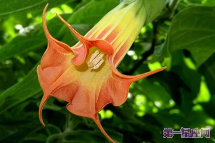 代表高贵的花？什么花代表女人的高贵