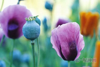 6月20日花语：长荚罂粟，生日花语休息