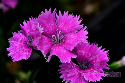 6月25日花语：美女瞿麦，生日花语美丽