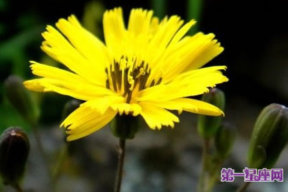 7月6日花语:黄鹌菜,生日花语喜乐