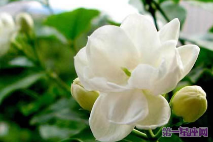 花语大全:夏天花的花语