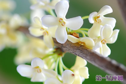 花语大全:秋天花的花语