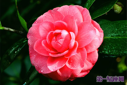 花语大全:冬天花的花语