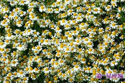 7月26日花语：德国甘菊，生日花语长寿