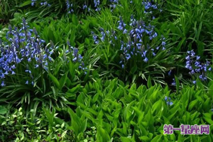 8月4日花语：蓝铃花，生日花语访问