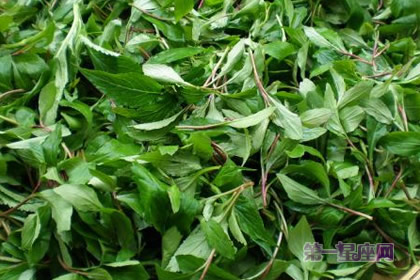 8月12日生日花:苦苣,生日花语武装