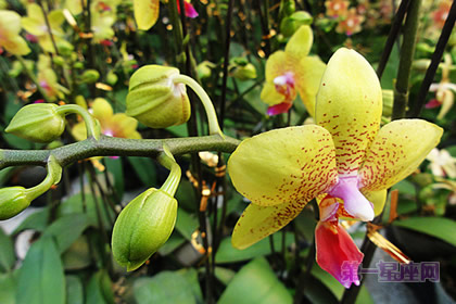 黄色蝴蝶兰:事业发达、生意兴隆