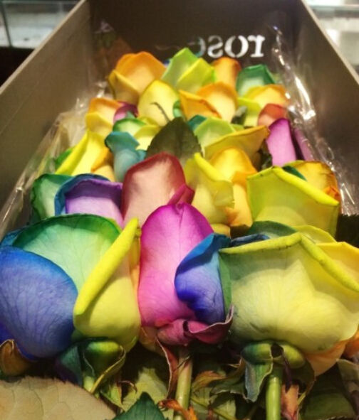  七彩玫瑰花多少钱 