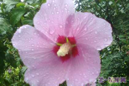 12月15日花语:两伞花,生日花语创作