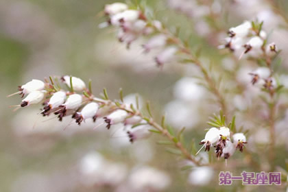 12月28日花语:春天石南,生日花语疼爱子女的人