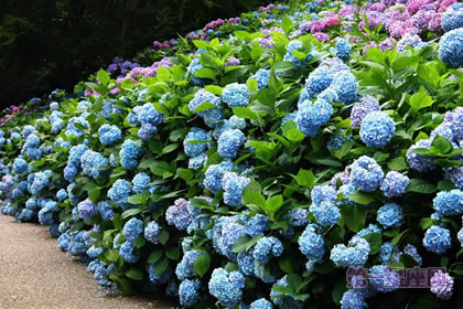 1月1日生日花绣球花之花语：希望