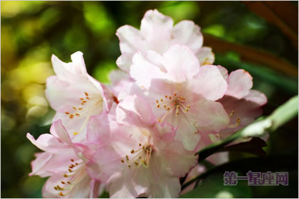 石楠花花语:孤独,勇敢的象征