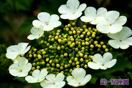 天目琼花的花语：洁白与红艳