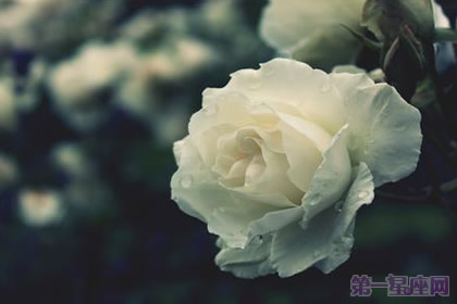 白玫瑰花语:5朵白玫瑰代表什么意思?