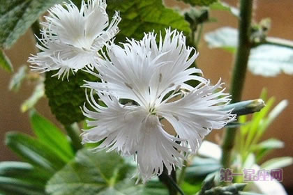 6月6日花语:姬瞿麦,生日花语恩宠