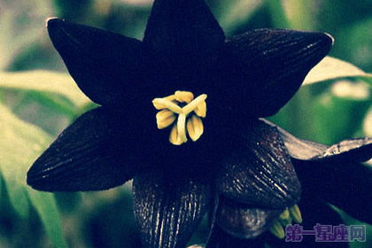 不同颜色的曼陀罗花语