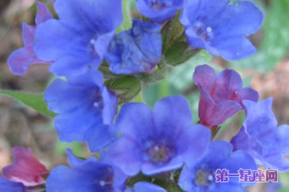 美人蕉花语：蓝色美人蕉的花语及由来