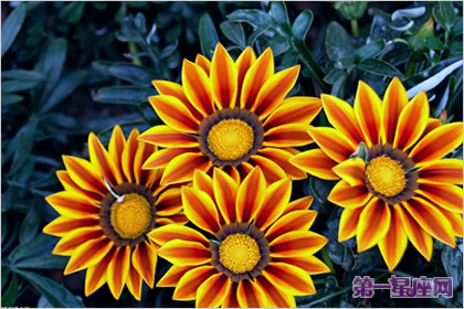 花语大全：非洲菊的花语是什么？