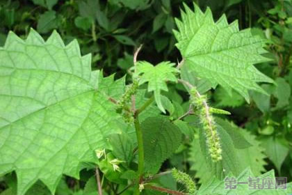 荨麻草的花语及象征意义