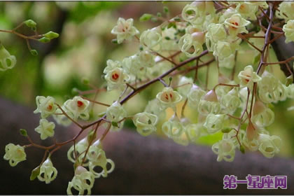 不常见的花与花语:苹婆花花语