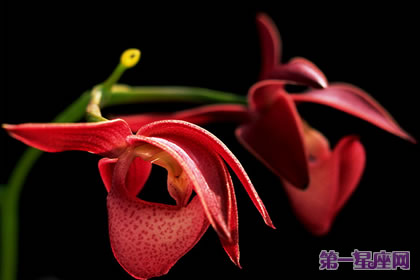 花语大全:建兰花的花语及象征意义