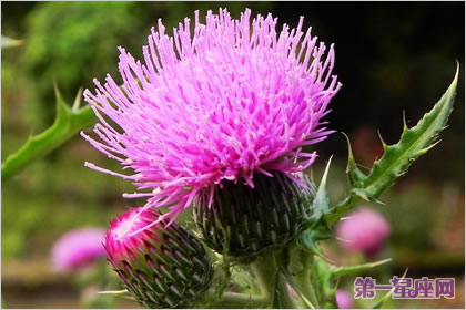 不常见的花与花语：蓟花的花语是什么？