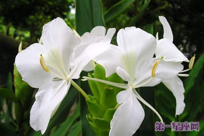 姜花花语：信赖，高洁清雅