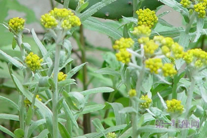3月2日生日花语：鼠耳草，生日花语敏锐
