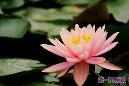 代表高贵的花?什么花代表女人的高贵