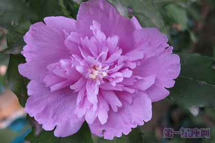 韩国的国花是什么花？木槿花