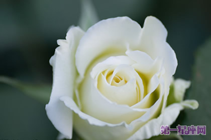 白色月季花语:尊敬、崇高