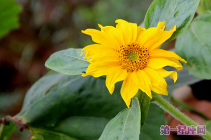 8月25日花语:野生向日葵,生日花语投缘