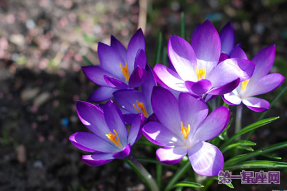 花语:番红花,生日花语多彩