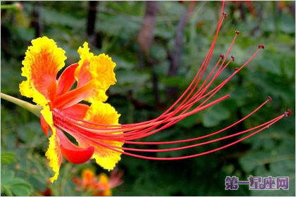 花语：金凤花，生日花语慈爱