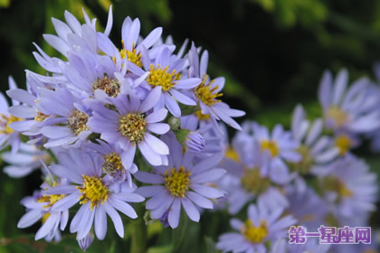 花语:紫苑花,生日花语贵族情趣