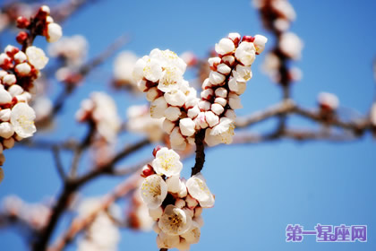 腊梅花花语:高尚的心灵