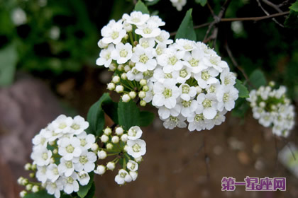 香雪球的花语：甜蜜的回忆