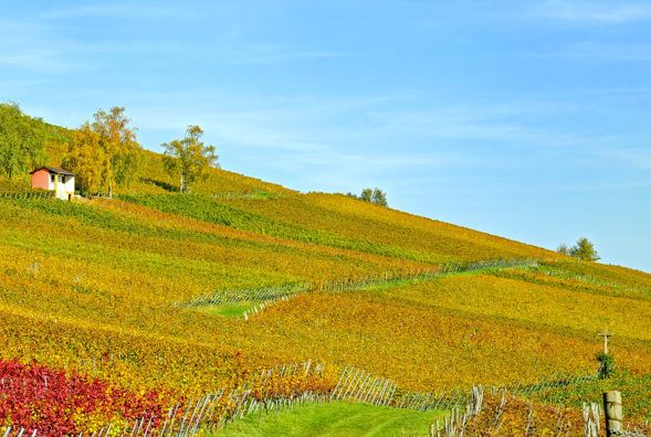 “硅”划未来丨埃肯亮相第八届进博会,以绿色智能科技重塑产业新图景 中国化工网,okmart.com